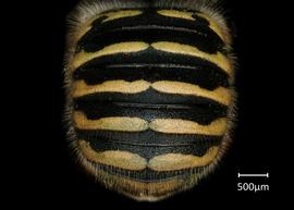  Fig 3,nbsp; Anthidium michenerorum nbsp;female abdomen, photo: Jeni Sidwell 
