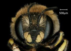  Fig 1,nbsp; Anthidium michenerorum nbsp;female face, photo: Jeni Sidwell
