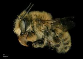   Megachile perihirta  male face, photo: Jeni Sidwell
