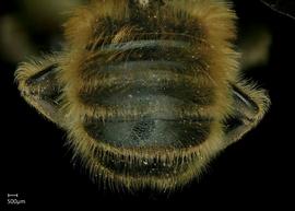   Megachile perihirta  male abdomen, photo: Jeni Sidwell 
