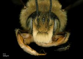   Megachile perihirta  male face, photo: Jeni Sidwell 

