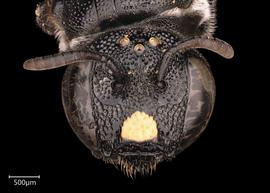   Ceratina  sp. female face, photo: Joshua Hengel 
