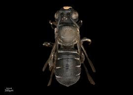   Ceratina  sp. male dorsal habitus, photo: Joshua Hengel 
