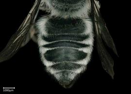   Megachile kimilolana  female abdomen, photo: Colleen Meidt 
