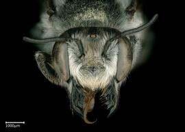   Megachile kimilolana  female face, photo: Colleen Meidt 
