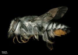   Megachile kimilolana  female lateral habitus, photo: Colleen Meidt 
