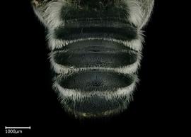   Megachile kimilolana  male abdomen, photo: Colleen Meidt 
