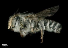   Megachile kimilolana  male lateral habitus, photo: Colleen Meidt 
