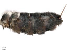   Austrochilenbsp;resinifera nbsp;female abdomen, photo: Joshua Hengel 
