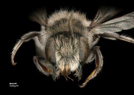   Austrochile resiniferanbsp; male face, photo: Colleen Meidt 

