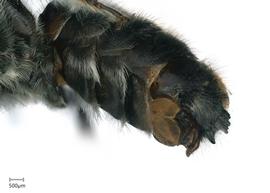   Austrochilenbsp;resinifera nbsp;male abdomen, photo: Colleen Meidt 
