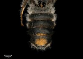   Austrochile resinifera  male abdomen, photo: Colleen Meidt 
