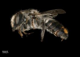   Austrochile resinifera  male lateral habitus, photo: Colleen Meidt 
