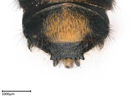   Austrochilenbsp;resinifera nbsp;femalenbsp;T6 (truncate), photo: Colleen Meidt 

