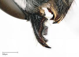   Megachilenbsp;cylindrica nbsp;female mandible, photo: Joshua Hengel 
