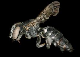   Megachile apicalis  female lateral habitus, photo: Chelsey Ritner 
