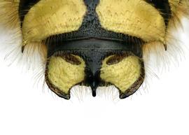   Anthidium formosum  male, dorsal view of seventh tergum (T7), photo: Chelsey Ritner 
