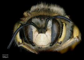   Anthidium formosum nbsp;male face, photo: Chelsey Ritner
