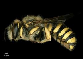   Anthidium formosum nbsp;male lateral habitus, photo: Chelsey Ritner
