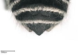   Megachilenbsp;umatillensis nbsp;male apical terga, photo: Colleen Meidt 
