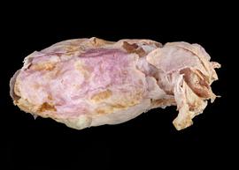   Megachile  sp. nest cell, photo: C. Ritner 
