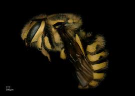   Anthidium illustre nbsp;female lateral habitus, photo: Jeni Sidwell 
