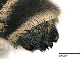   Megachilenbsp; ( Creightonella ) sp.nbsp;malenbsp;apical terga photo: Colleen Meidt 
