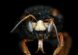   Notanthidium chilense  male face, photo: C. Ritner 
