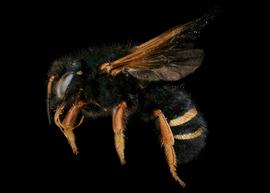   Notanthidium chilense  male lateral habitus, photo: C. Ritner 
