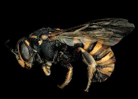   Bathanthidium bifoveolata  male lateral habitus, photo: C. Ritner 
