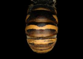   Bathanthidium bifoveolata  male abdomen, photo: C. Ritner 
