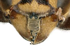   Hoplostelis bilineolata  female mandible with protuberance near anterior articulation and clypeus with two apical processes, photo: C. Ritner 
