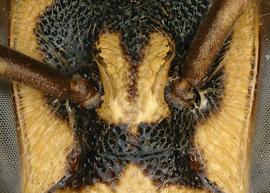   Hoplostelis bilineolata  female with strong juxantennal carina, photo: C. Ritner 
