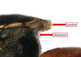   Pachyanthidium bouyssoni  female with lamellate scutellum distinctly having over the metanotum, photo: C. Ritner 
