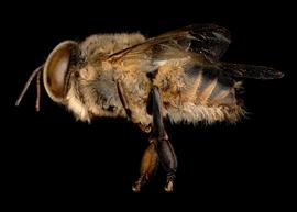   Apis cerana  male lateral, photo: T. Brady 
