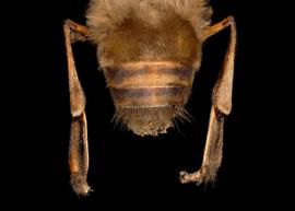   Apis dorsata  drone abdomen, photo: T. Brady 
