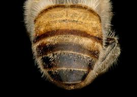   Apis mellifera  female abdomen, photo: T. Brady 
