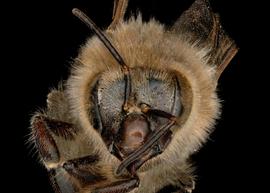  Apis mellifera  female face, photo: T. Brady 
