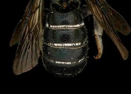   Hofferia schmiedeknechti  female abdomen, photo: T. Brady 
