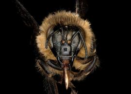   Apis laboriosa  female face, photo: T. Brady 
