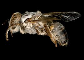   Apis florea  male lateral, photo: T. Brady 
