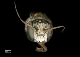   Hackeriapis sp.nbsp; male face, photo: Colleen Meidt 
