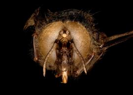   Apis dorsata  drone face, photo: T. Brady 
