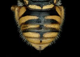   Pachyanthidium semiluteum  female abdomen, photo: C. Ritner 
