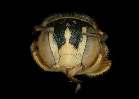   Pachyanthidium semiluteum  female face, photo: C. Ritner 
