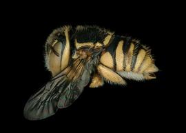   Pachyanthidium semiluteum  female lateral habitus, photo: C. Ritner 
