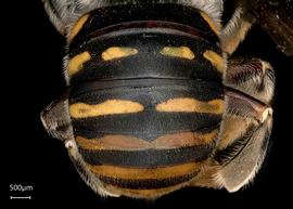   Anthidium aztecum nbsp;female abdomen, photo: Tevan Brady 
