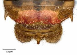   Anthidium aztecum nbsp;male, dorsal view of seventh tergum (T7), photo: Tevan Brady 
