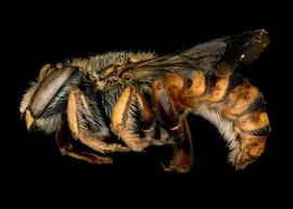   Anthidium aztecum  male lateral habitus, photo: Tevan Brady 
