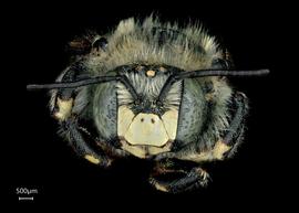   Anthidium banningense nbsp;male face, photo: Tevan Brady 
